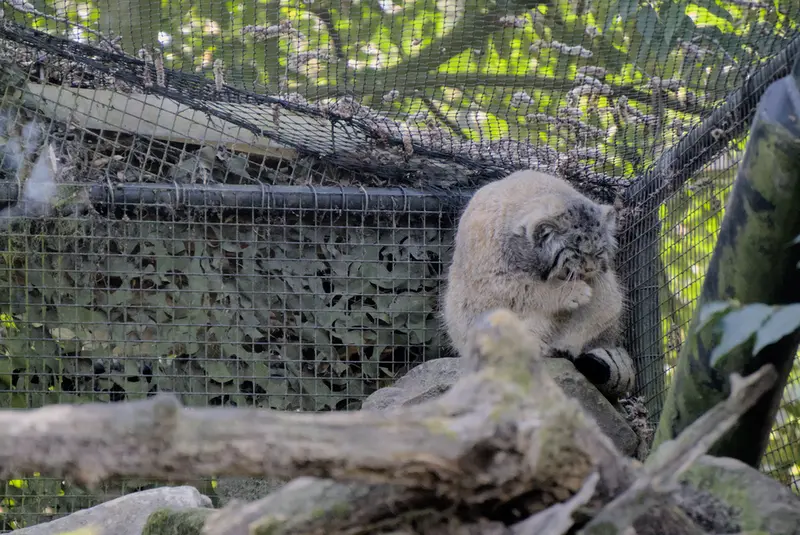 ロッテルダム動物園のノルブの写真