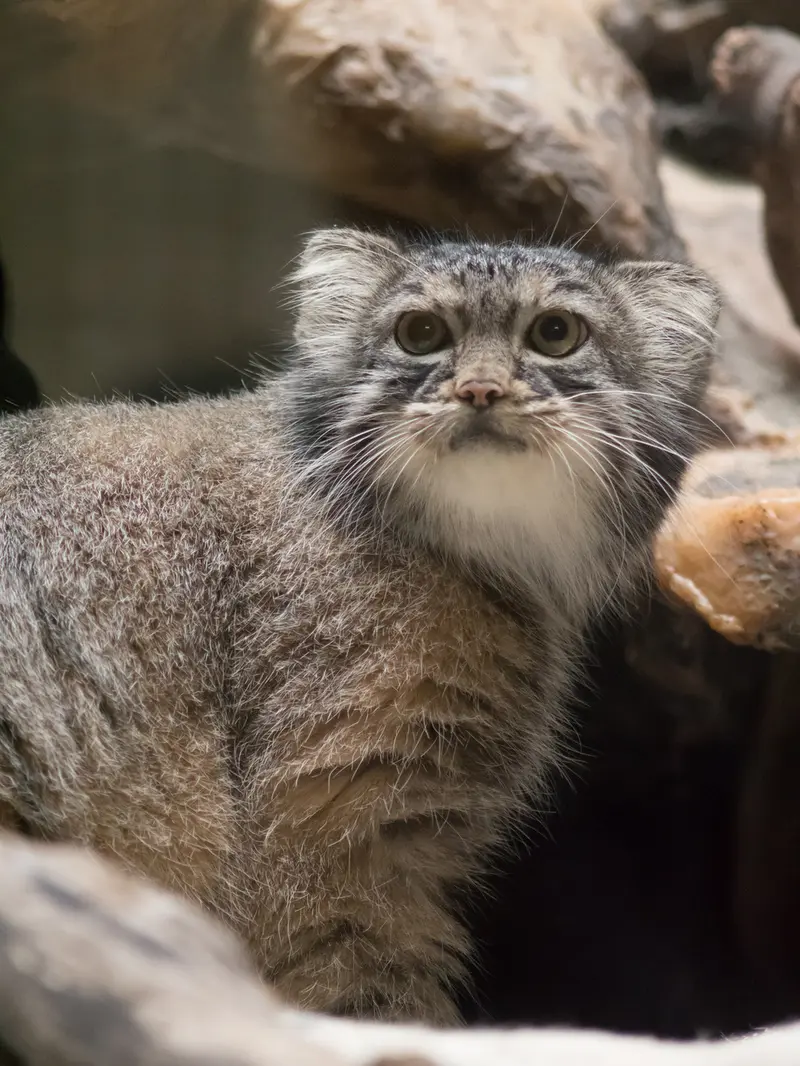 恩賜上野動物園のサフランの写真
