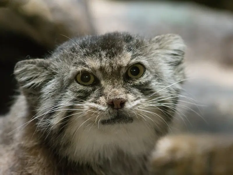 恩賜上野動物園のプリームラの写真