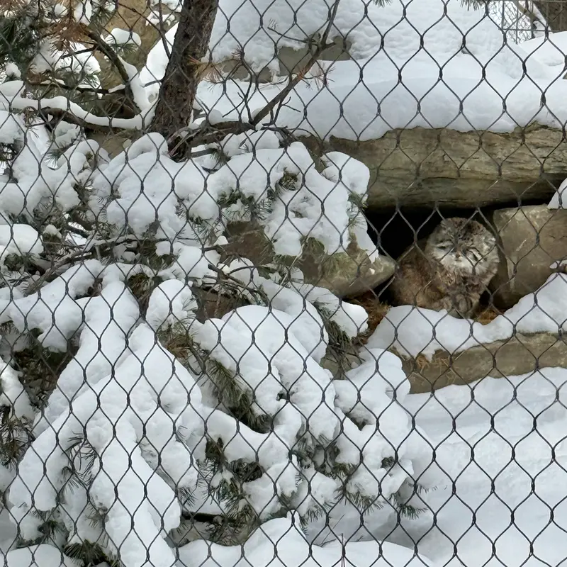カルガリー動物園 / ワイルダー・インスティテュートのオラフの写真