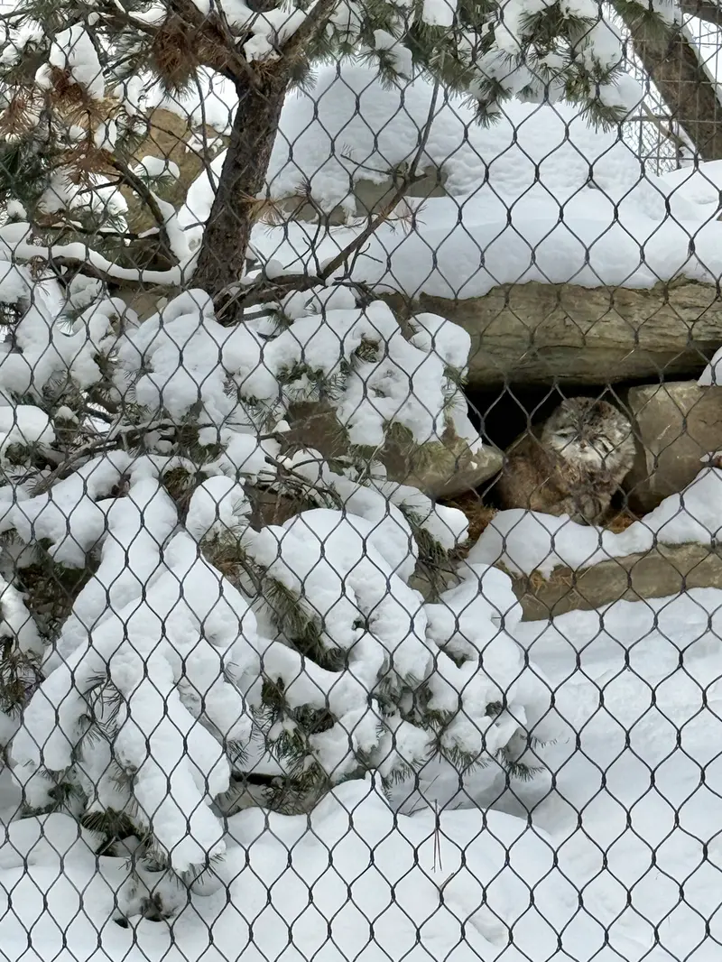 カルガリー動物園 / ワイルダー研究所のオラフの写真
