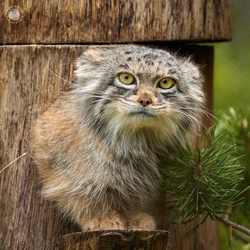 ヘラブルン動物園のプルシの写真