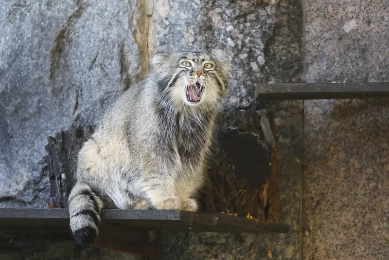 モスクワ動物園のティモフェイの写真