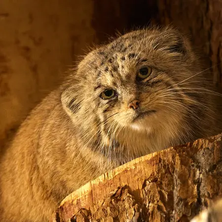 レニングラード動物園のナミカの写真