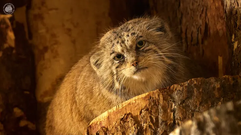レニングラード動物園のナミカの写真