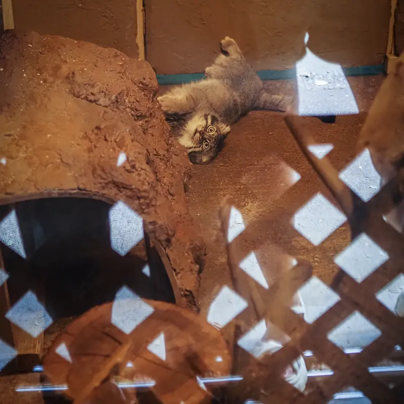 埼玉県こども動物自然公園のロータスの写真