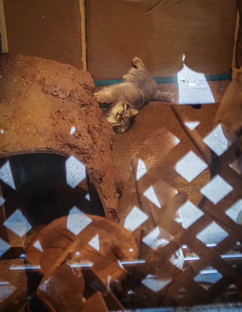 埼玉県こども動物自然公園のロータスの写真
