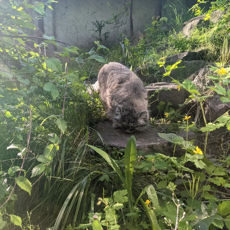 ブダペスト動物園・植物園のボフスの写真