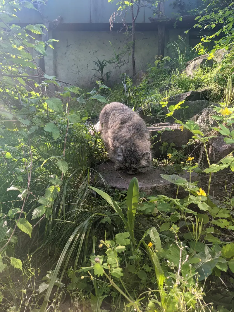 ブダペスト動物園・植物園のボフスの写真