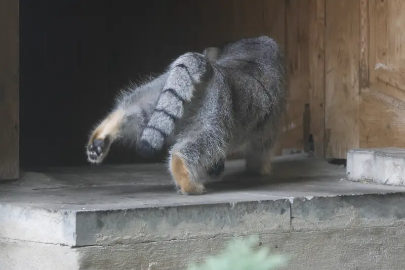 モスクワ動物園のティモフェイの写真