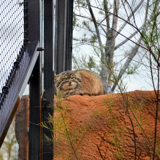 プラハ動物園のスパイの写真