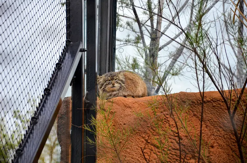 プラハ動物園のスパイの写真