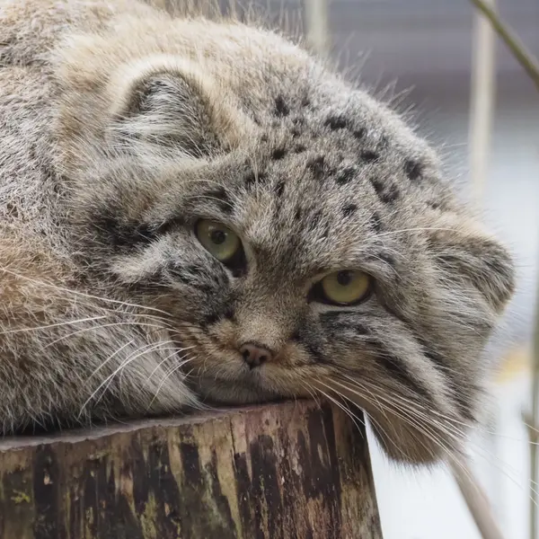 グダニスク動物園のザヤの写真