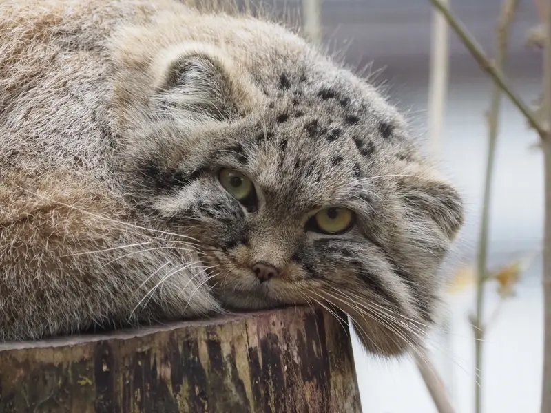 グダニスク動物園のザヤの写真