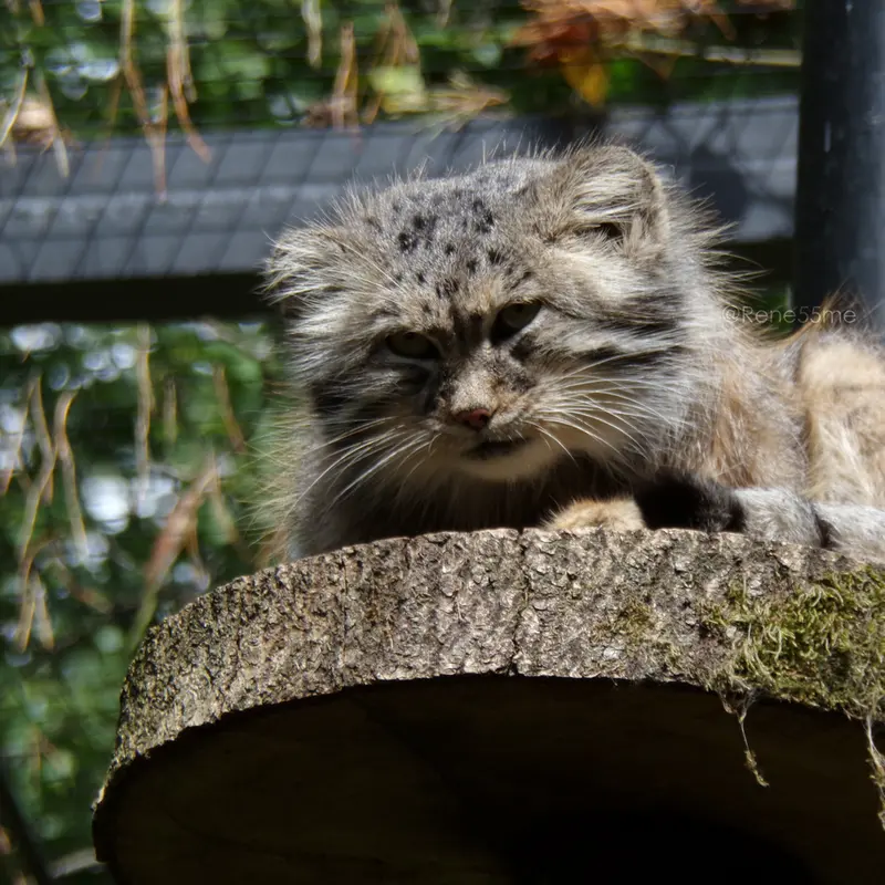 グダニスク動物園のマヌエルの写真
