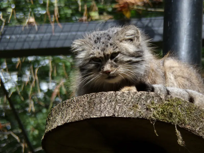 グダニスク動物園のマヌエルの写真