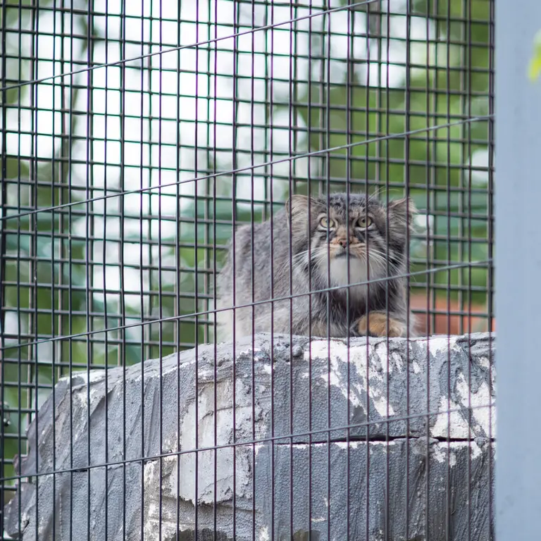 旭山動物園のヒデの写真
