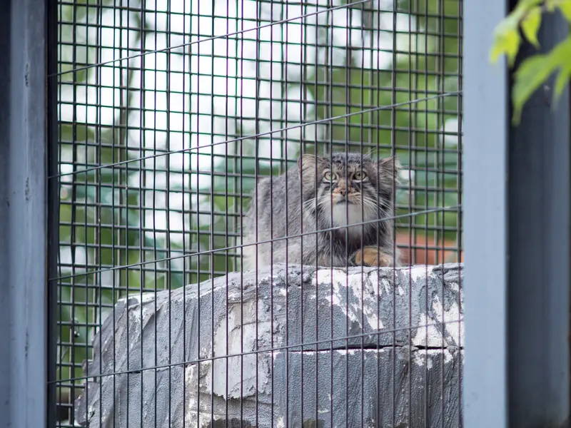 旭山動物園のヒデの写真