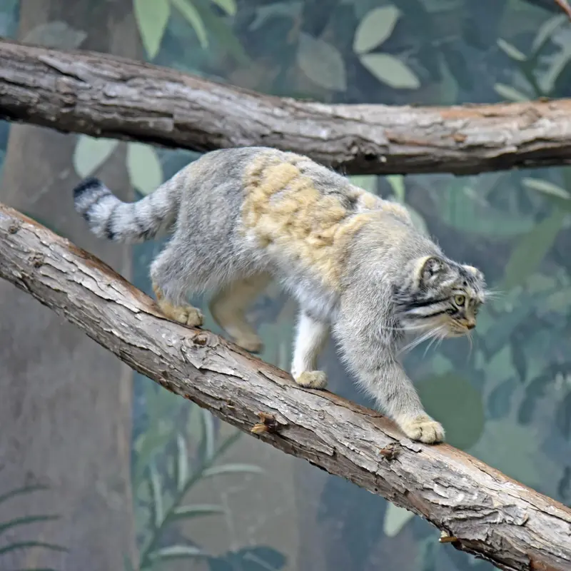バーミンガム動物園のバタールの写真
