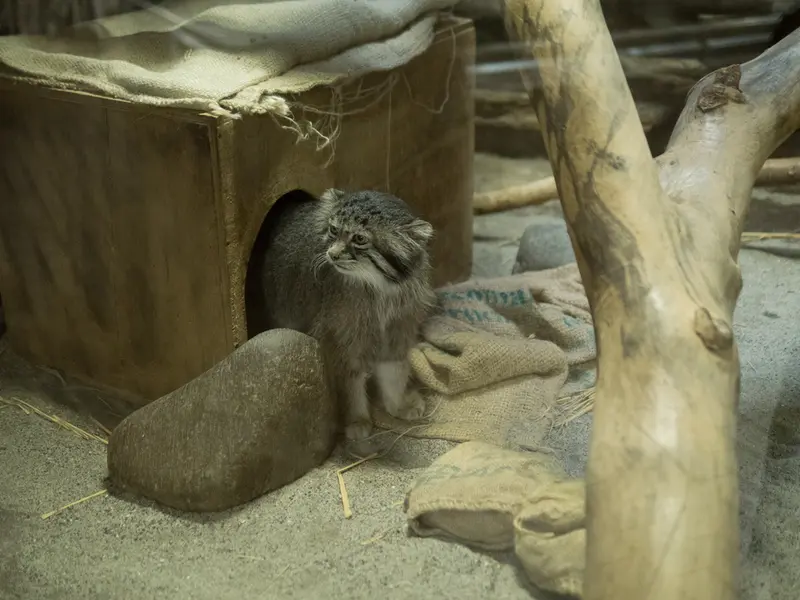 恩賜上野動物園のクリョンの写真
