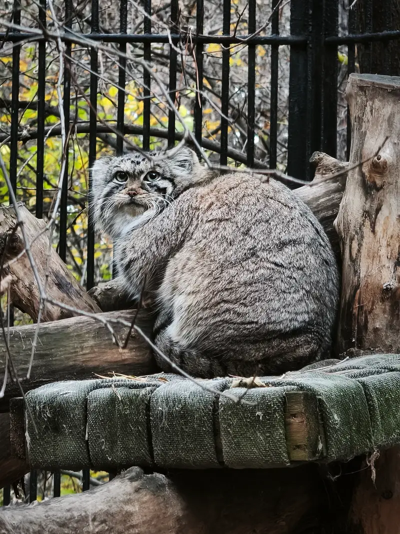 ノヴォシビルスク動物園のアーニャの写真