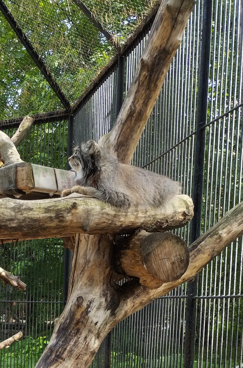 ノヴォシビルスク動物園のマヌルネコの写真