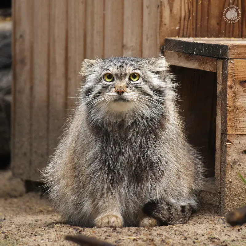 ノヴォシビルスク動物園のラストチカの写真