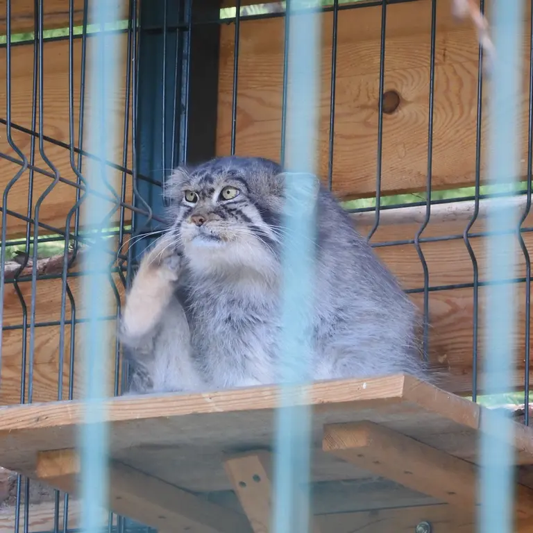 バルナウル動物園「レースナヤ・スカースカ」のチップの写真