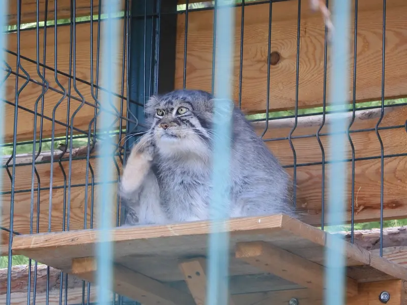 バルナウル動物園「レースナヤ・スカースカ」のチップの写真