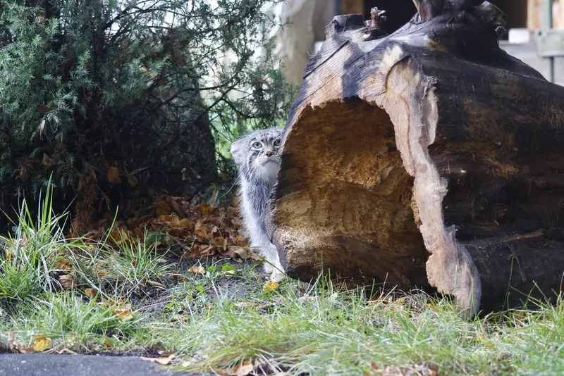 モスクワ動物園のティモフェイの写真