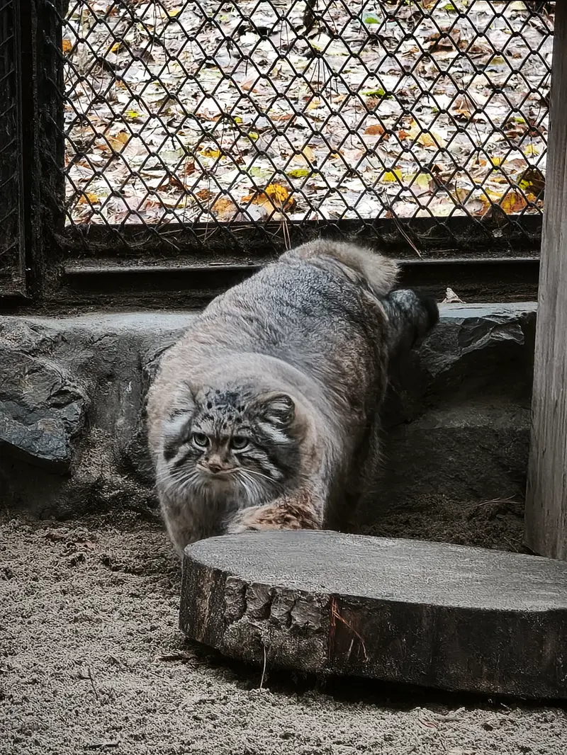 ノヴォシビルスク動物園のアデルの写真