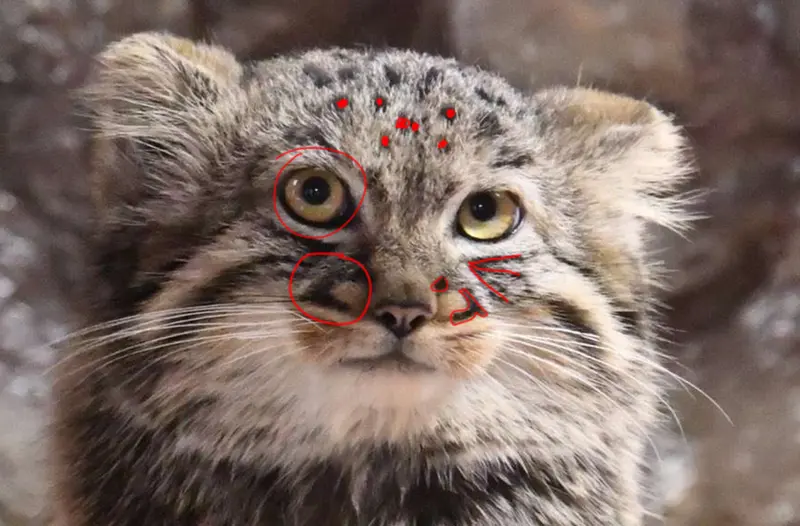 マヌルネコの写真