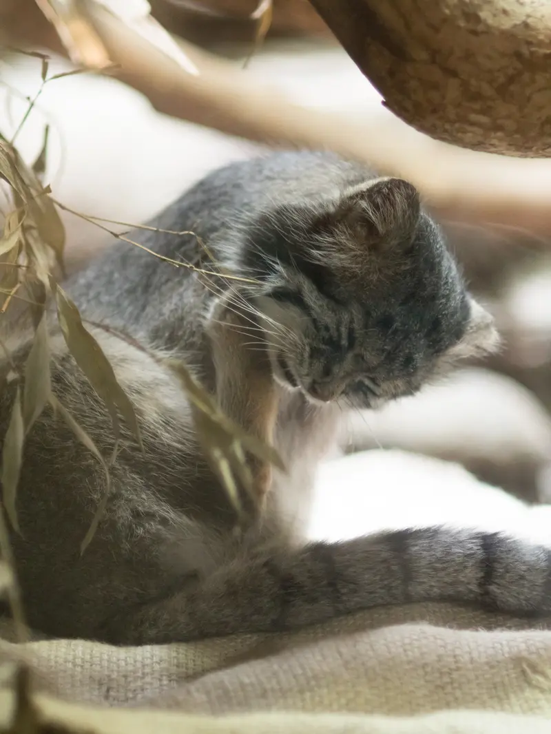 恩賜上野動物園のクリョンの写真