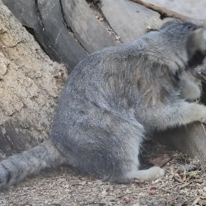 ノヴォシビルスク動物園のマヌルネコの写真