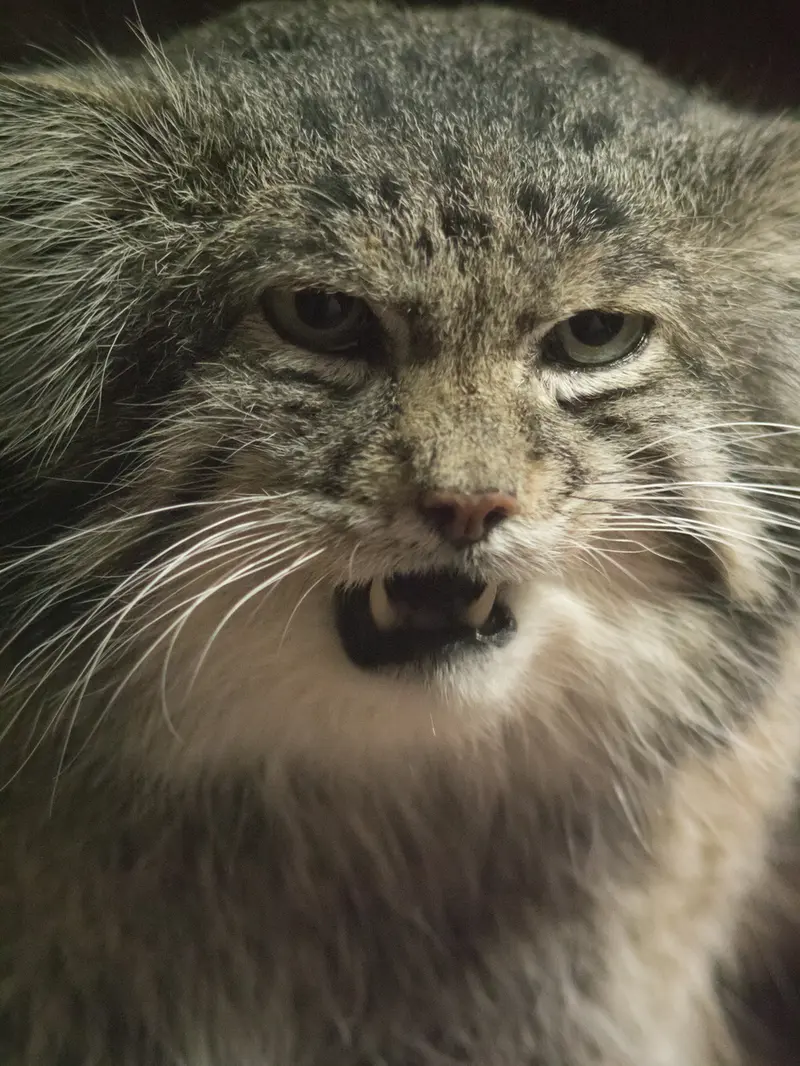 恩賜上野動物園のクリョンの写真