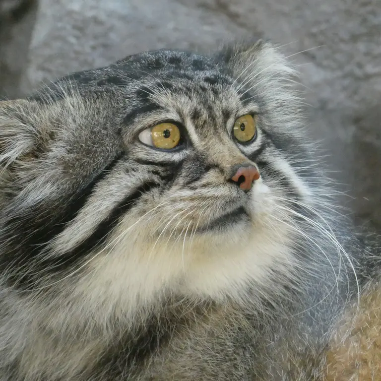 旭山動物園のグルーシャの写真