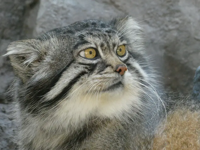 旭山動物園のグルーシャの写真