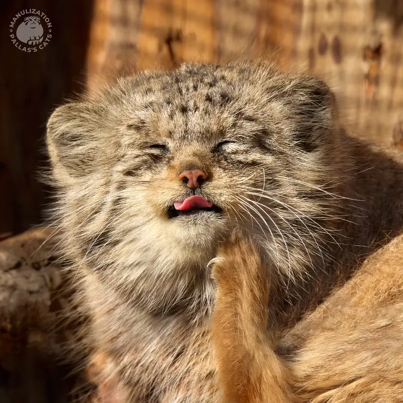 レニングラード動物園のナミカの写真