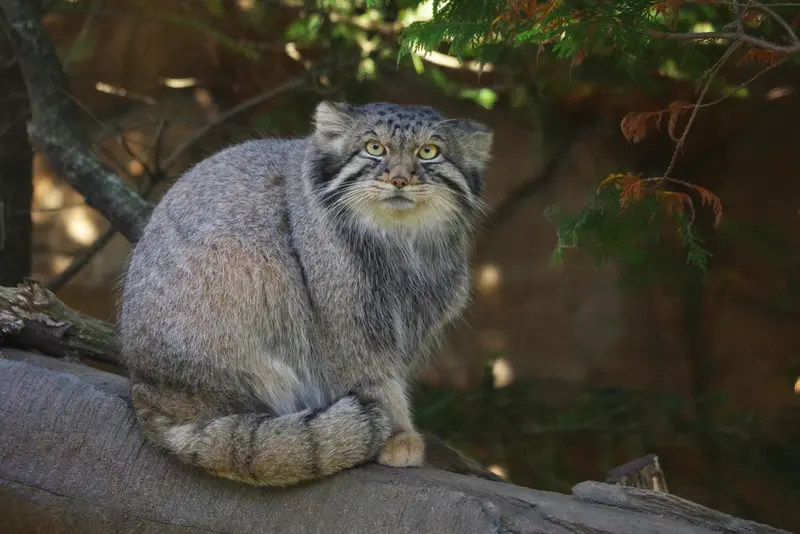 那須どうぶつ王国のナゴムの写真