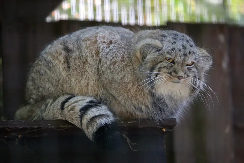 コシツェ動物園のアラニの子（2026年生まれ）Ⅱの写真