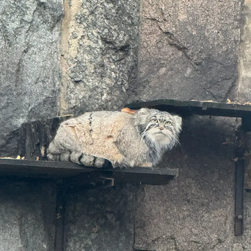 モスクワ動物園のティモフェイの写真