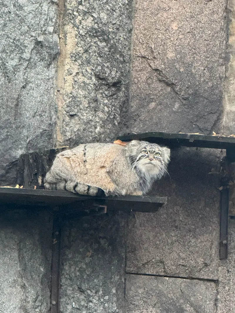 モスクワ動物園のティモフェイの写真