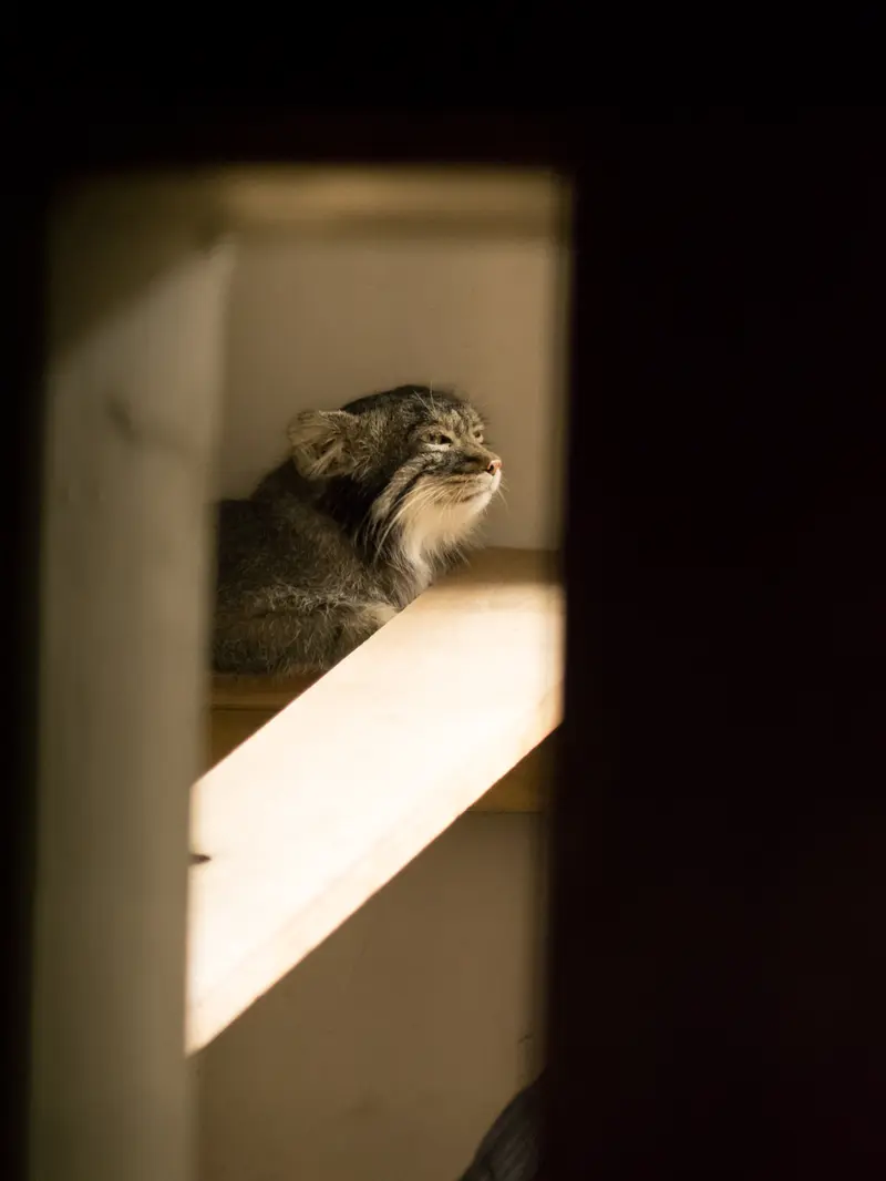 野毛山動物園のフィーガの写真