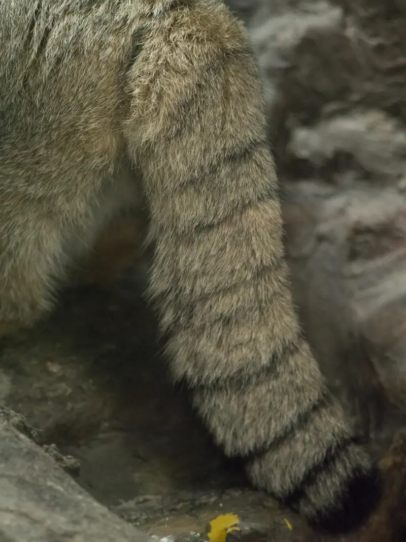 恩賜上野動物園のプリームラの写真