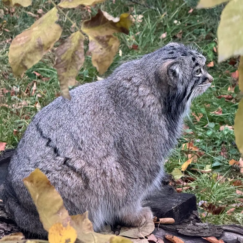 モスクワ動物園のティモフェイの写真