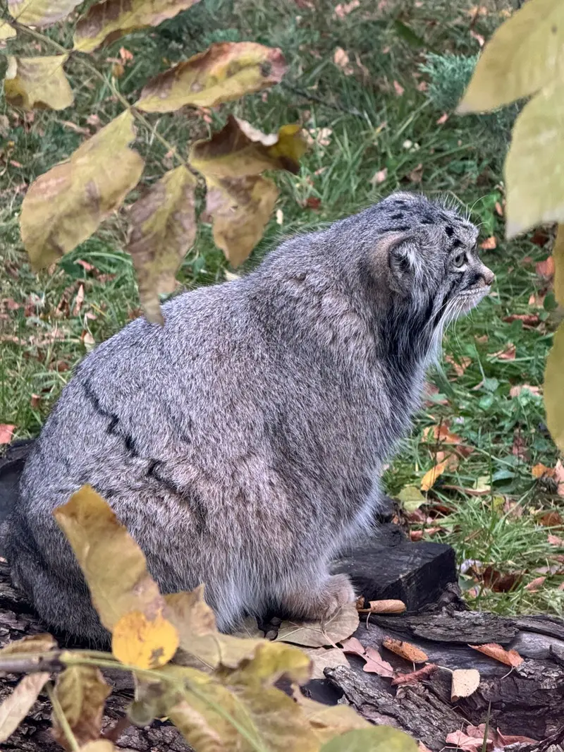 モスクワ動物園のティモフェイの写真