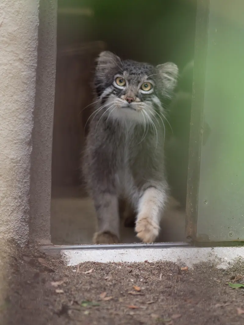 野毛山動物園のフィーガの写真