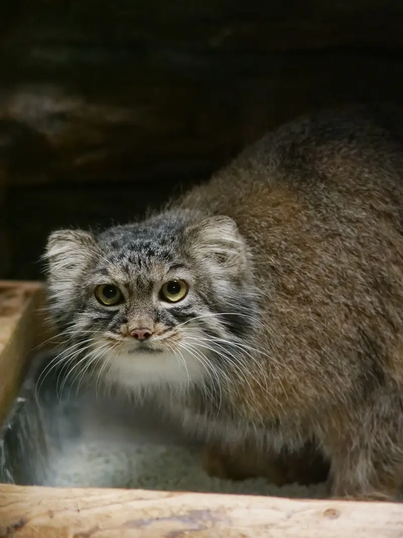 恩賜上野動物園のサフランの写真