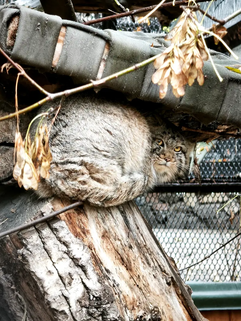 ノヴォシビルスク動物園のマヌルネコの写真