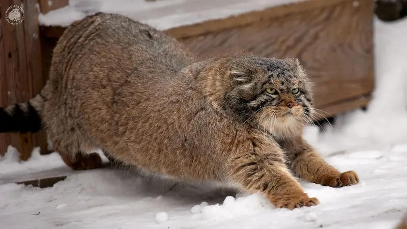 ノヴォシビルスク動物園のジョージの写真